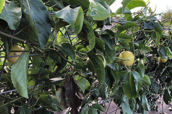 Hamakua Coast Farm Small-Group Walking and Tasting Tour - Authenticity and Guest Feedback