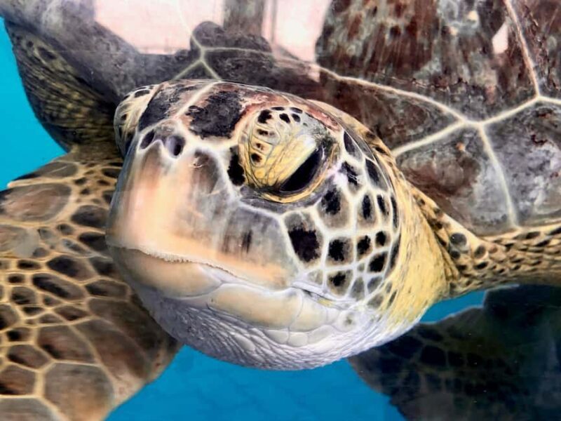 Hambantota Port: Galle Fort ,River Safari & Sea Turtle Visit - The Practicalities: Transport, Timing, and Comfort