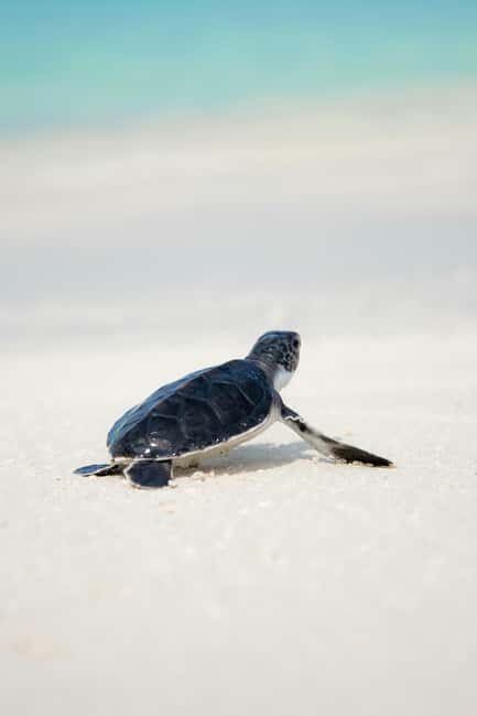Hambantota Port: Galle Fort ,River Safari & Sea Turtle Visit - The Value for Money