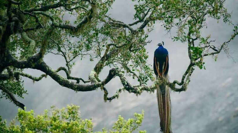 Hambantota Port: Udawalawe Safari Tour & Transit Home Visit - Who Will Love This Tour?