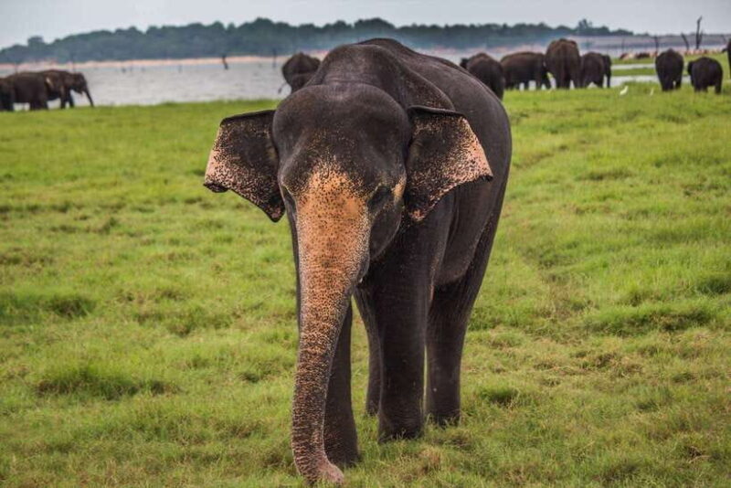 Hambantota Port: Udawalawe Safari Tour & Transit Home Visit - FAQ