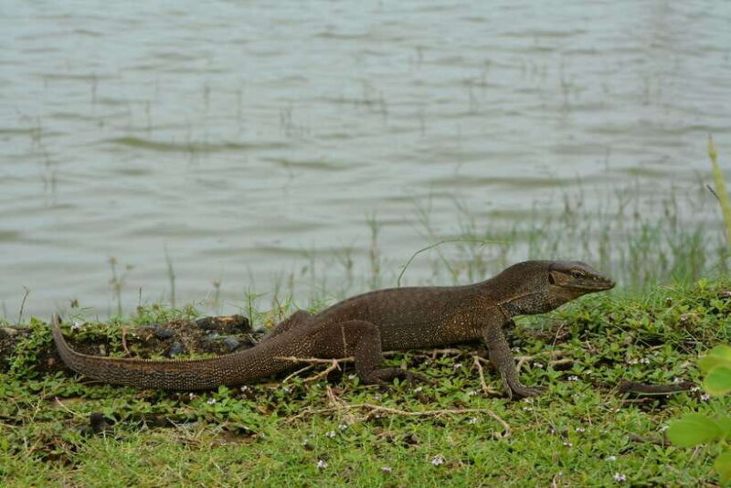 Hambantota Shore Excursion: Village and Cultural tour - In-Depth Look at the Hambantota Village and Cultural Tour