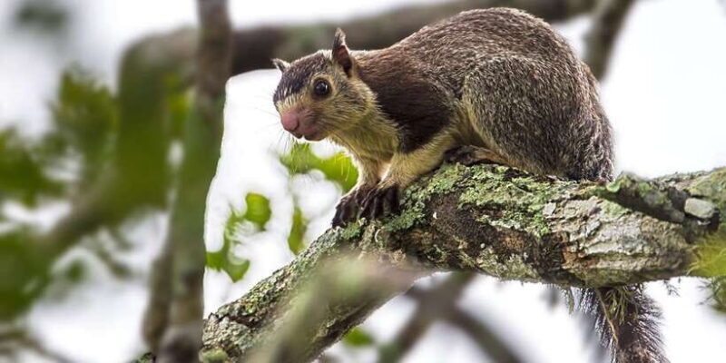 Hambantota: Yala National Park Wildlife Safari in a 4x4 - Who Should Consider This Tour?