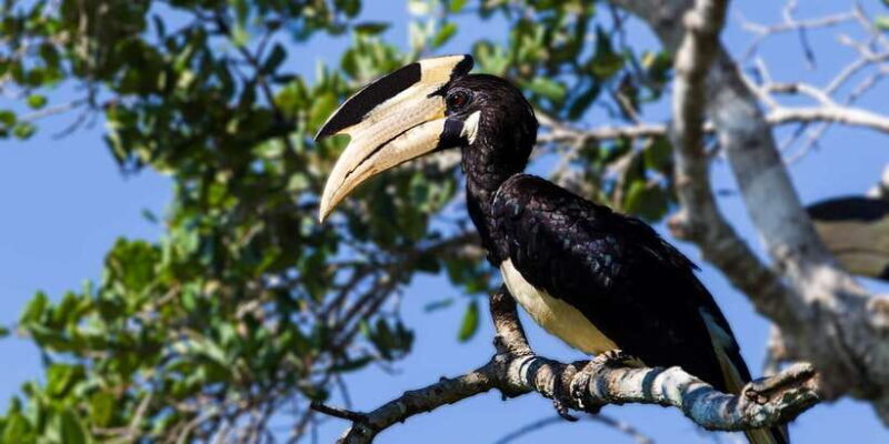 Hambantota: Yala National Park Wildlife Safari in a 4x4 - Summary: Is This Safari Worth It?