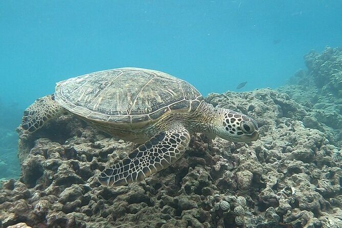 Hanauma Bay Guided Snorkeling Tour with Transportation - Why This Tour Delivers Value