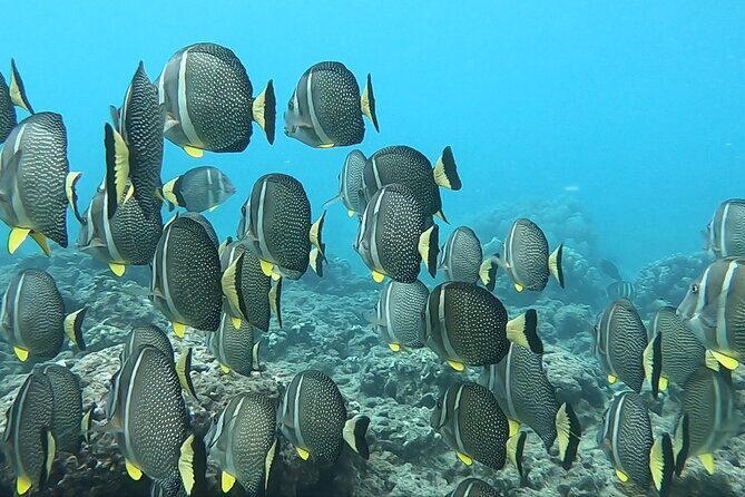 Hanauma Bay Guided Snorkeling Tour with Transportation - Final Thoughts