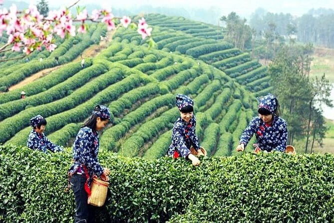 Hangzhou Nature and Garden Private Day Tour with Tea Village and Lunch - Key Points
