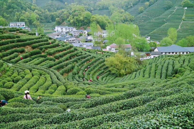 Hangzhou Private Day Trip by Bullet Train from Shanghai - What Sets This Tour Apart?