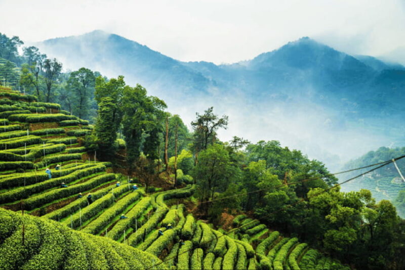 Hangzhou Private Day Trip by Bullet Train from Shanghai - Authentic Traveler Experiences