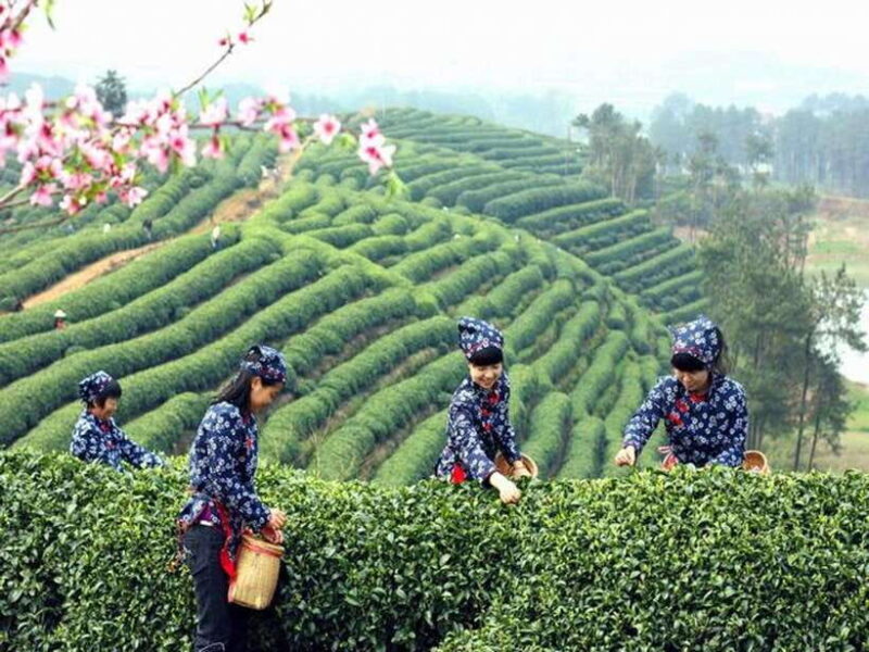Hangzhou Private One Day Trip from Shanghai by Bullet Train - Who Is This Tour Best For?
