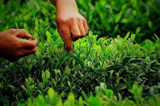 Hangzhou West Lake and Tea Plantation Half Day Tour - Practical Tips for Travelers