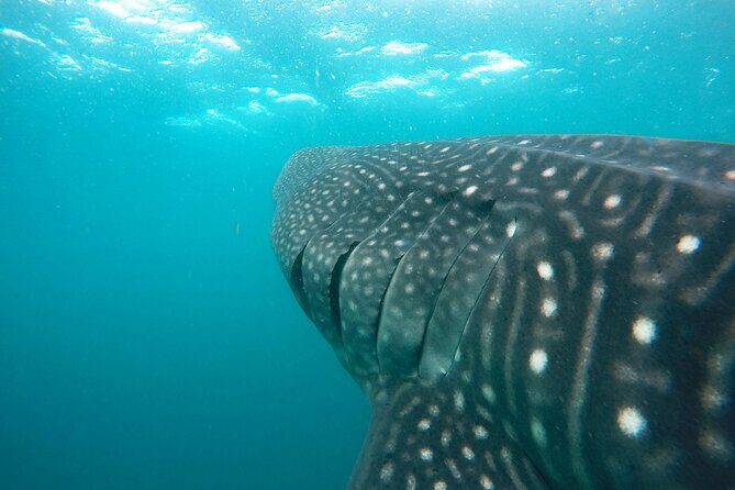 Hanifaru Bay Snorkeling with Whale sharks & Mana Rays - What to Expect on the Tour