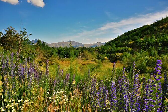 Hanmer Springs Pool Day Tour From Christchurch - Who Will Love This Tour?