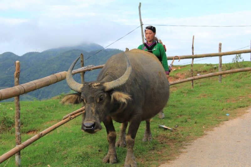 Hanoi: 3-Day Sapa Trek with Homestay - Authentic Cultural Encounters and Scenic Views