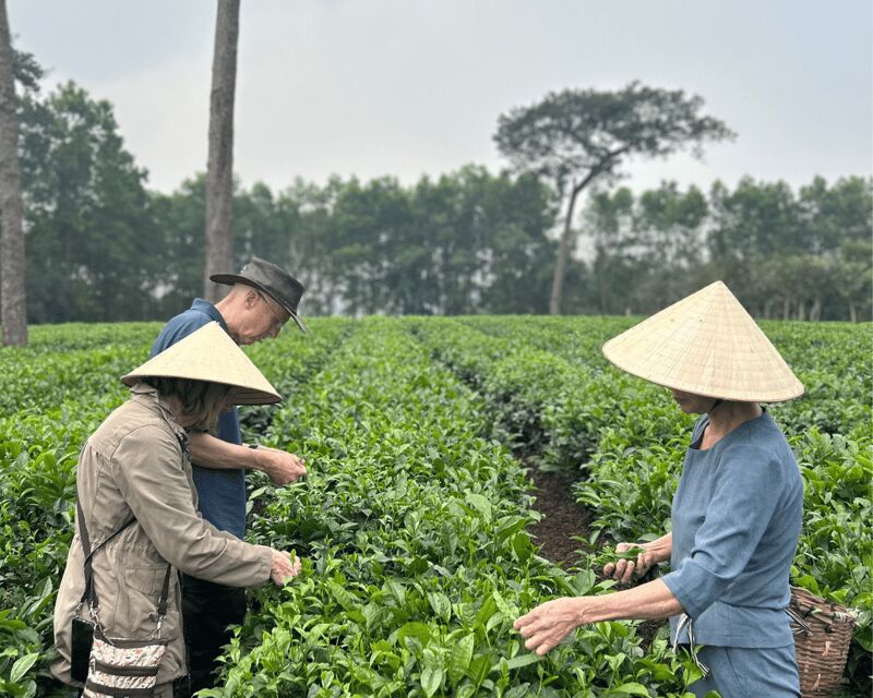 Hanoi Eco Tour: Ba Vi National Park Wonders & Tea Plantation - Key Points