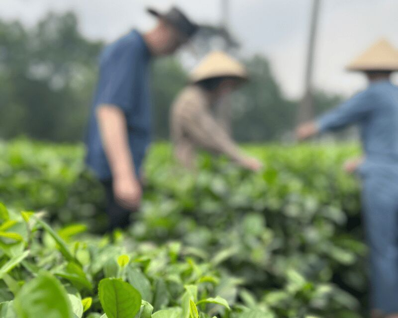 Hanoi Eco Tour: Ba Vi National Park Wonders & Tea Plantation - An In-Depth Look at the Hanoi Eco Tour