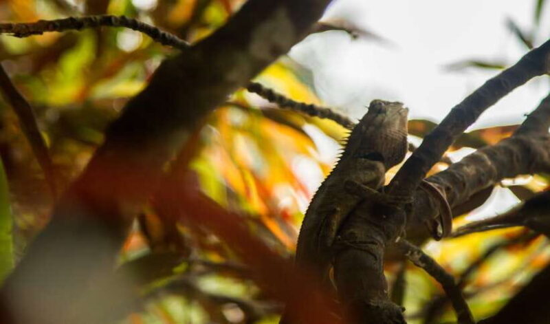 Hanoi: Full-day Cuc Phuong National Park Eco-adventure - The Sum Up