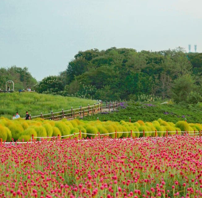 Hantan Canyon & Goseokjeong Flower Garden & Pink Muhly Park - A Deep Dive into the Tour