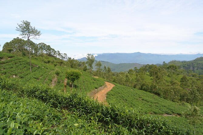 Haputale Tea Estate Walking Tour From Ella - Introduction: Why Choose the Haputale Tea Estate Tour?