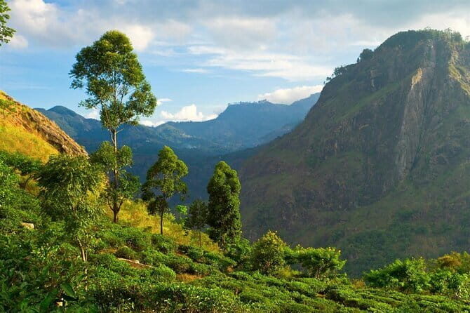 Haputale Tea Estate Walking Tour From Ella - Deep Dive into the Itinerary and Experience