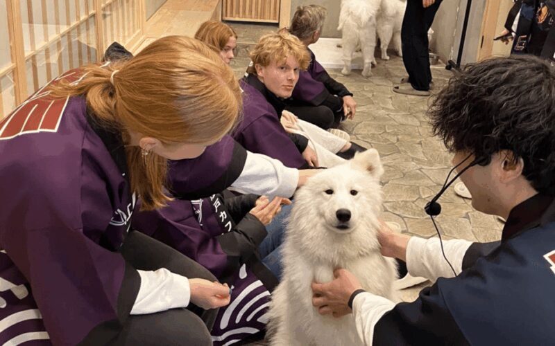 Harajuku : Blend of Tradition & Pop Culture for Family Tour - Animal Café: Meeting Micro Pigs and Other Cute Creatures