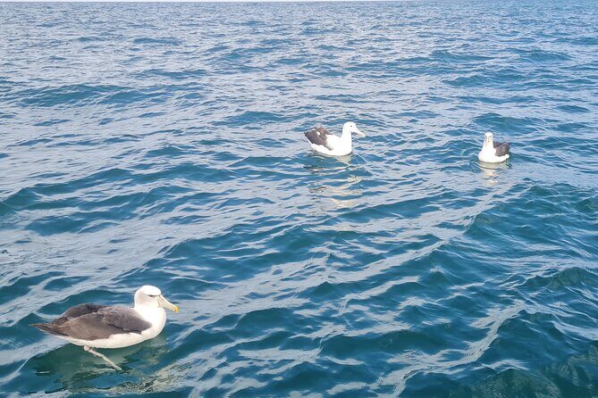 Harbour, Albatross and Wildlife Cruise on Otago Harbour - The Main Event: Taiaroa Head and the Albatross Colony