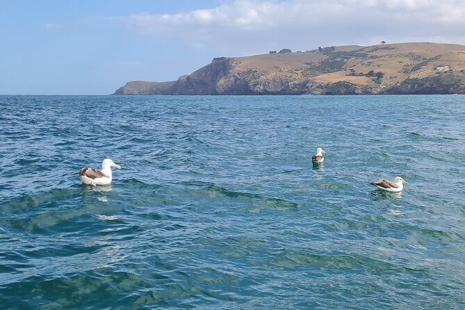 Harbour, Albatross and Wildlife Cruise on Otago Harbour - The Optional Stop at Careys Bay Hotel