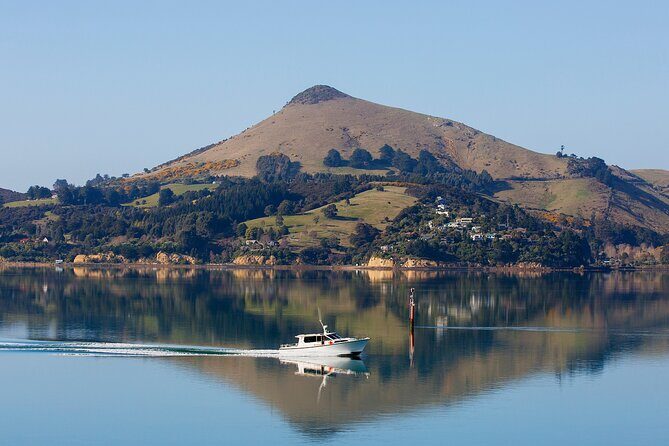 Harbour, Albatross and Wildlife Cruise on Otago Harbour - Accessibility and Comfort
