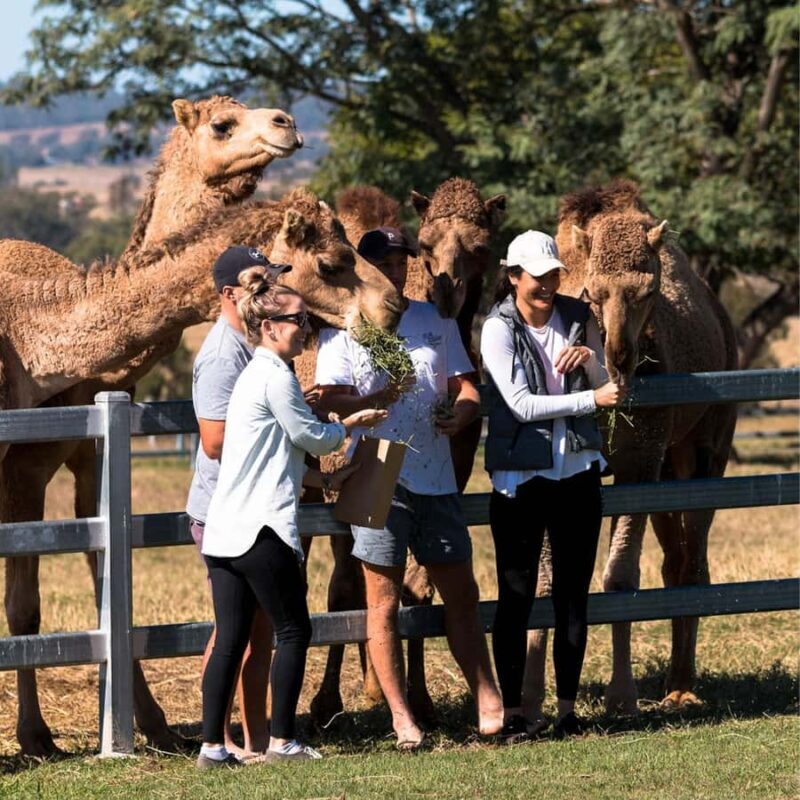 Harrisville: Summer Land Camel Farm Tour with Tasting - Review of the Harrisville: Summer Land Camel Farm Tour with Tasting