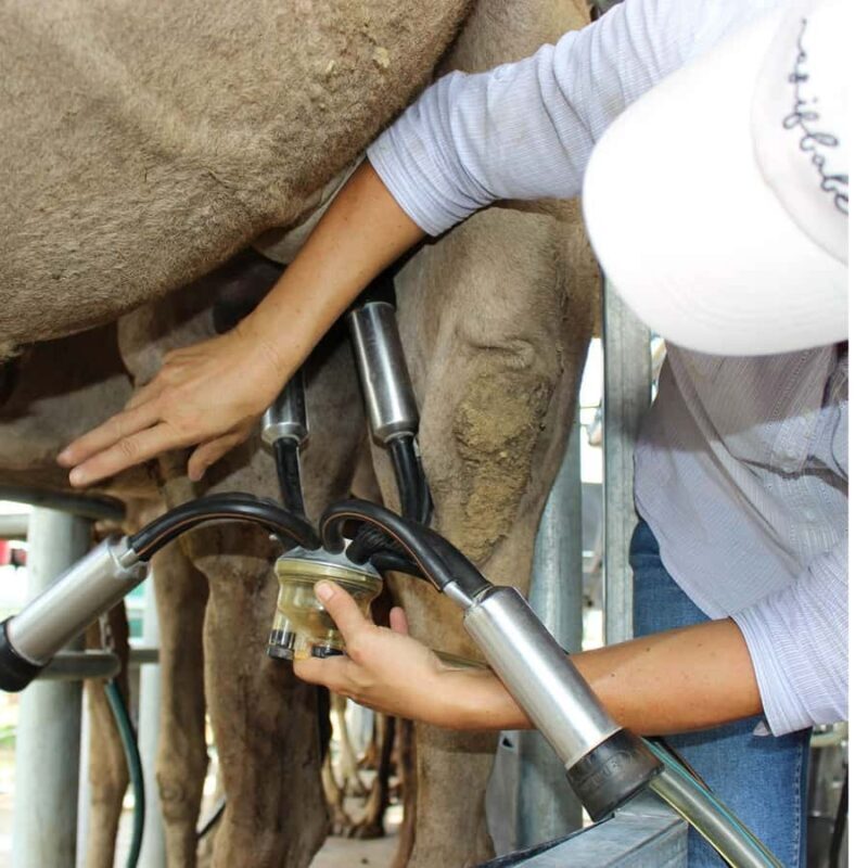 Harrisville: Summer Land Camel Farm Tour with Tasting - Up Close with the Camels