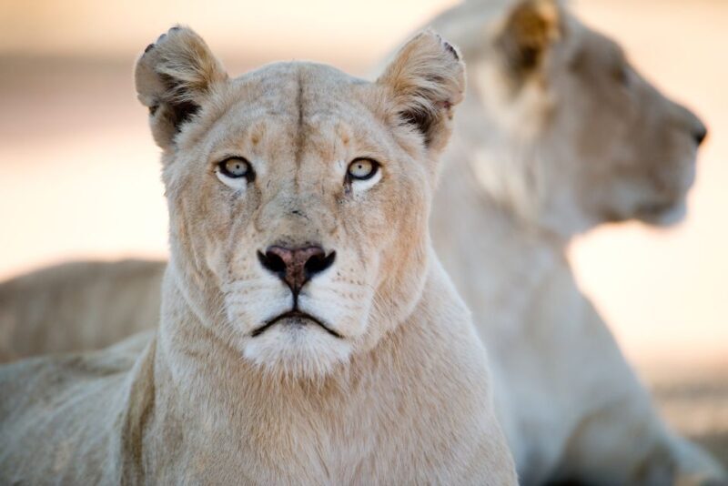 Hartbeespoort: Lion and Safari Park Tour - Transport, Duration, and Practical Details