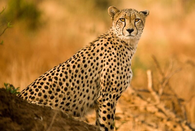 Hartbeespoort: Predator Safari with a Guide - Key Points