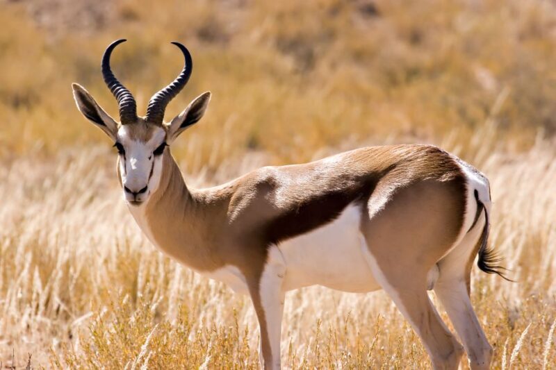 Hartbeespoort: Predator Safari with a Guide - The Sum Up
