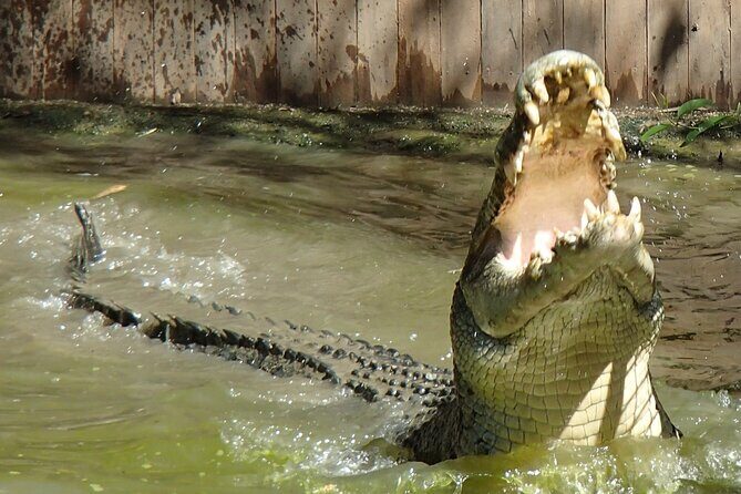 Hartley's Crocodile Adventures Day Trip from Palm Cove - Who Will Love This Tour?