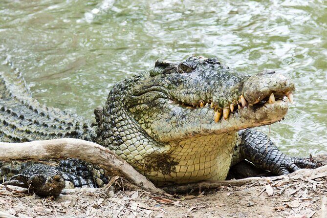 HARTLEY'S CROCODILE TRANSFER between Port Douglas & Hartley's Crocodile (return) - The Transportation Experience