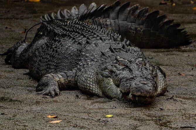 HARTLEY'S CROCODILE TRANSFER between Port Douglas & Hartley's Crocodile (return) - Accessibility and Additional Services