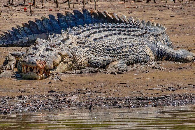 HARTLEY'S CROCODILE TRANSFER between Port Douglas & Hartley's Crocodile (return) - The Sum Up