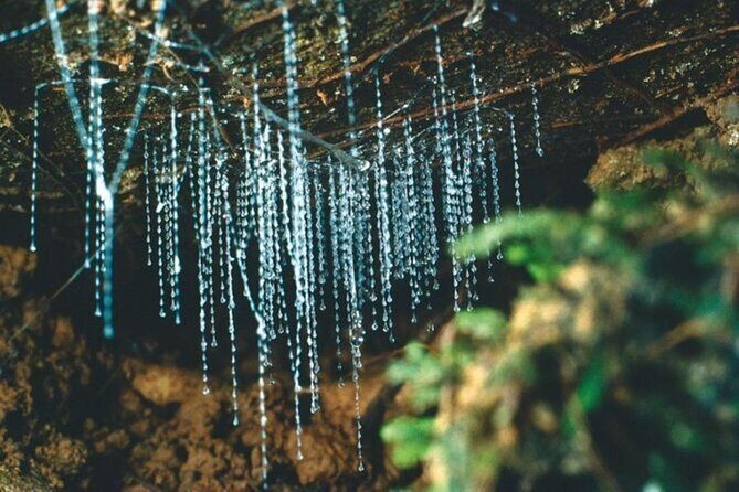 Haruru Waterfalls and Glow Worm Caves Tour - Exploring Haruru Waterfalls and Glow Worm Caves: An Honest Review