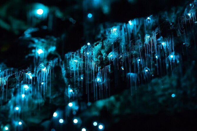 Haruru Waterfalls and Glow Worm Caves Tour - Key Points