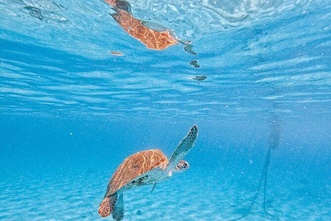 Hato Caves, Turtles & Beach - Practical Details and Value