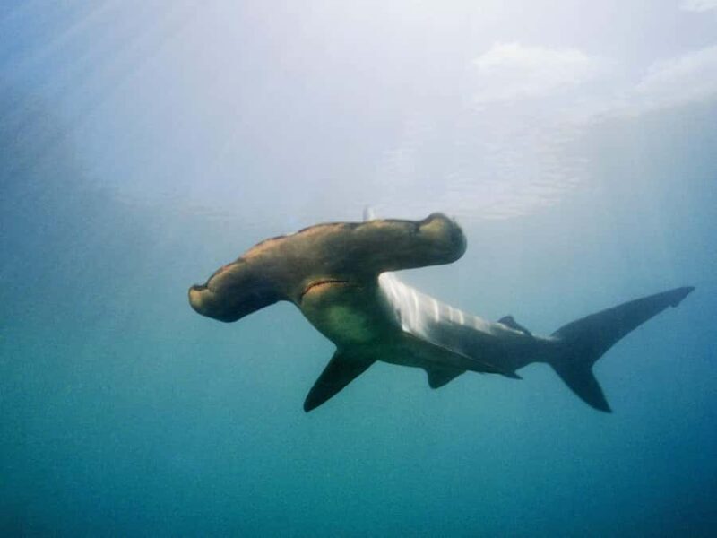 Hauraki Gulf: Hammerhead Experience Dive Charter - FAQ