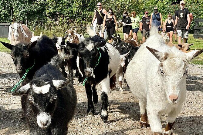 Haute Goat Shmurgle in Ontario - The Sum Up
