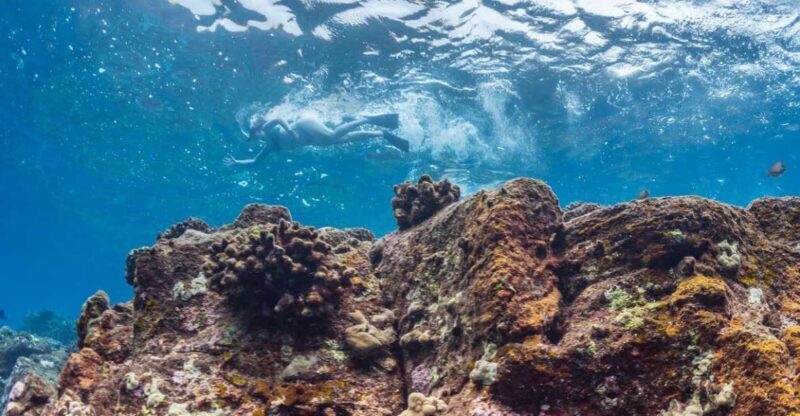 Hawaii: Pu'uhonua O Honaunau & Kealakekua Bay Snorkel Tour - The Sum Up