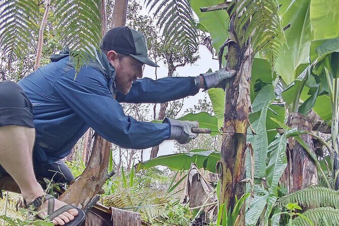 Hawaiian Rainforest Banana Cultivation Experience - Transportation, Timing, and Group Size
