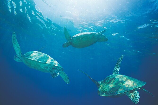 Hawaiian Sea Turtles and Snorkeling Experience in Kona with Lunch - The Balance of Value and Experience