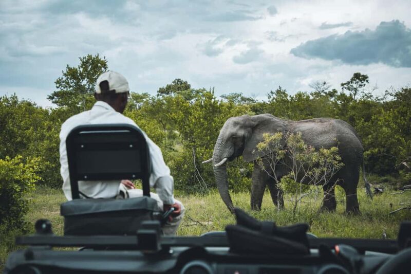 Hazyview: Kruger National Park Full-Day Safari - Key Points