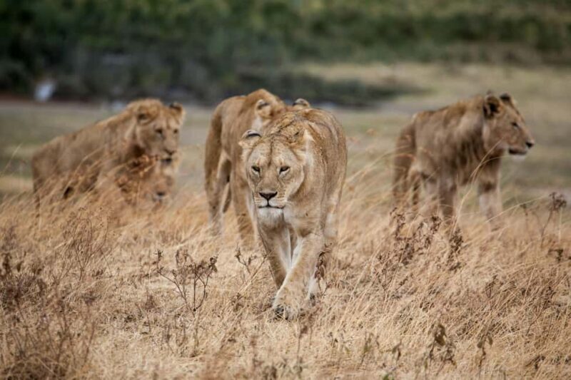 Hazyview: Kruger National Park Full-Day Safari - Authentic Experiences & Honest Feedback