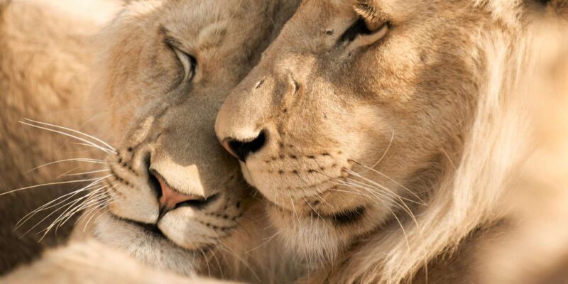 Hazyview: Kruger National Park Full-Day Safari - Final Thoughts