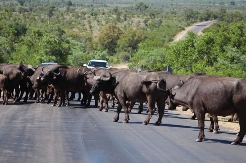 Hazyview: Kruger Park Safari & Panorama Route 2-Day Tour - Key Points