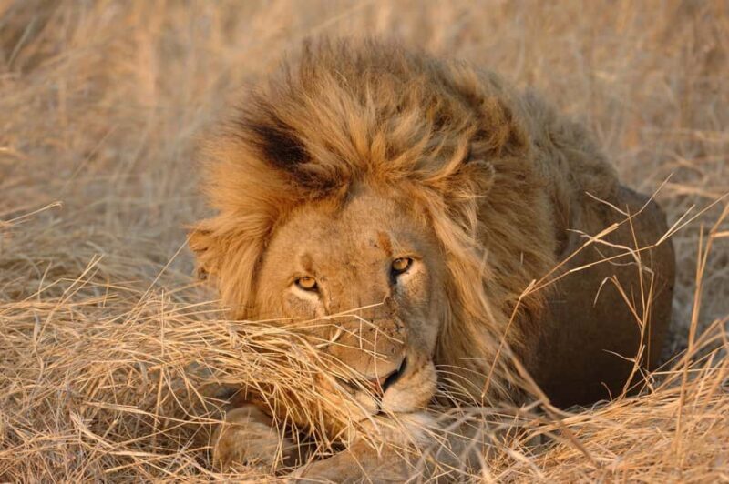 Hazyview: Kruger Park Safari & Panorama Route 2-Day Tour - An In-Depth Look at the Tour Experience